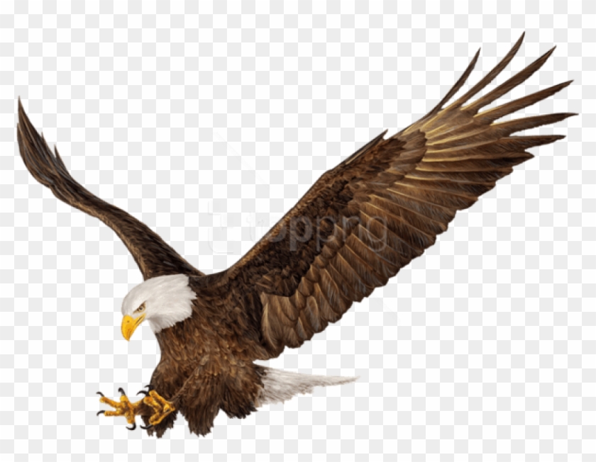American Eagle Png Clipart #1309368