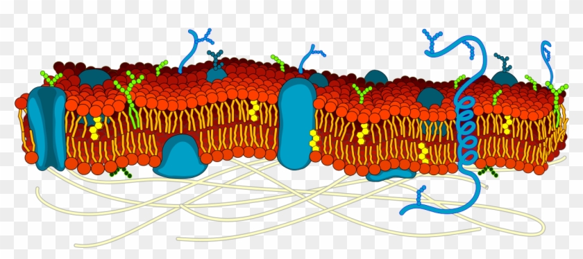 Cell Membrane Detailed Diagram Blank - Cell Membrane Color Coded Clipart