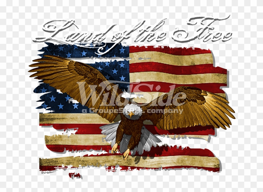 Land Of The Free - Bald Eagle Clipart