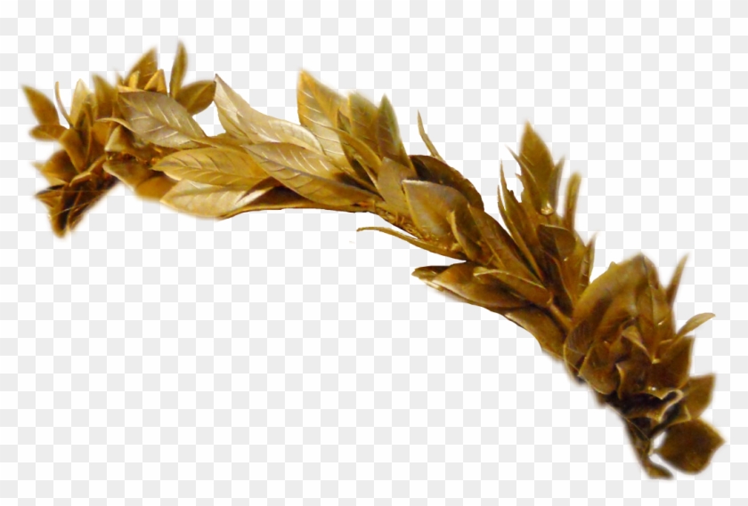 Greek Crown Greekcrown Leaves Gold Golden Goldcrown - Gold Leaf Crown Png Clipart #1309764