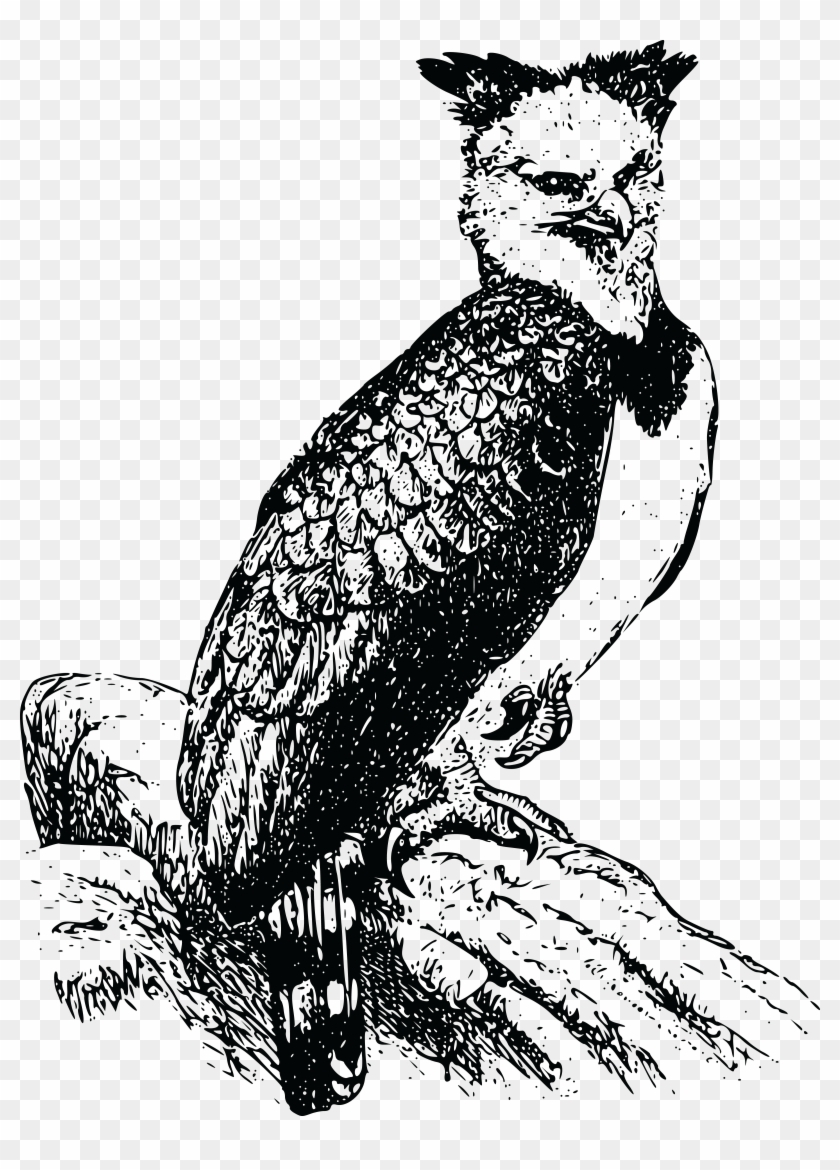 Free Of A Harpy - Harpy Eagle Clipart - Png Download