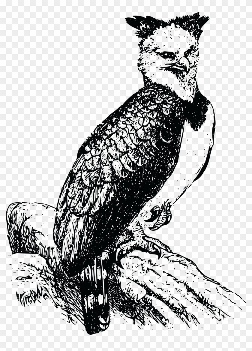 Free Of A Harpy - Harpy Eagle Clipart - Png Download #1310138