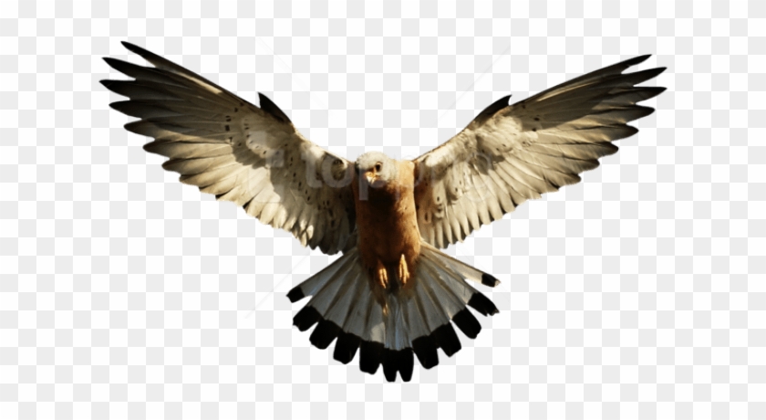 Free Png Download Eagle Png Images Background Png Images - Eagle Png Clipart