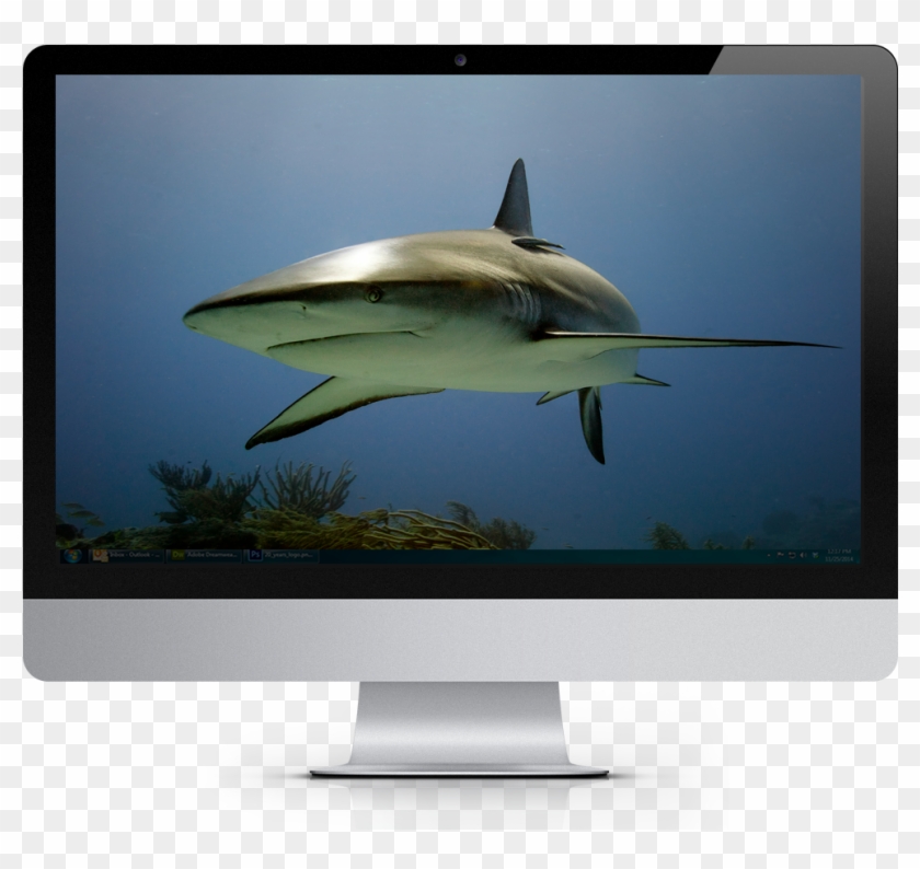 2019 Tropical Fish Calendar Windows Theme - Led-backlit Lcd Display Clipart