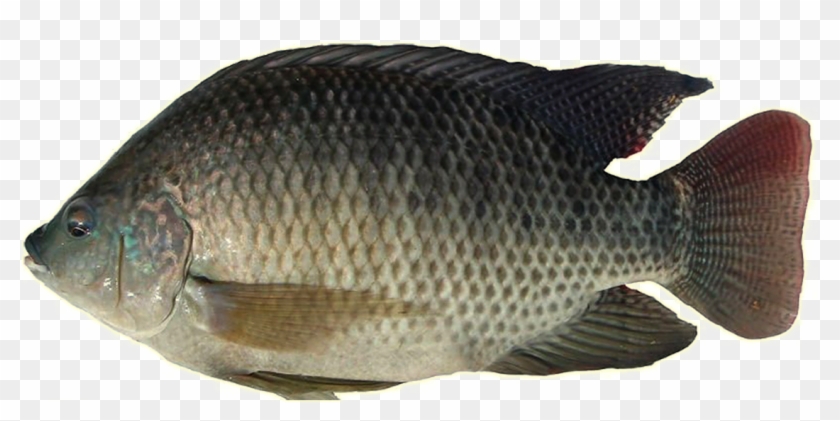 Cá Rô Phi Đơn Tính Clipart