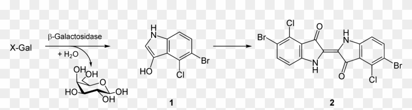 X-gal Reaction - X Gal Reaction Clipart
