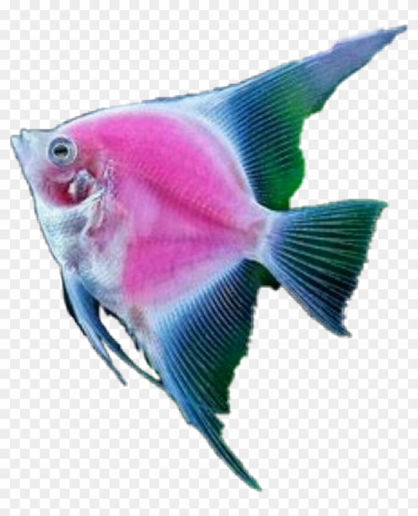 Fish Tropicalfish Scseacreatures Seacreature - Marine Biology Clipart #1311564