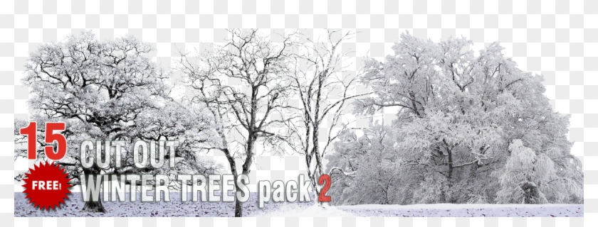 Free Winter Trees Png Pack - Tree Winter Png Free Clipart