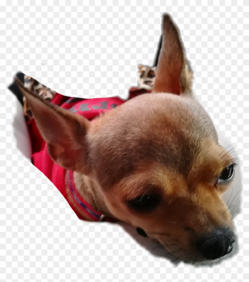 Chihuahua Clipart