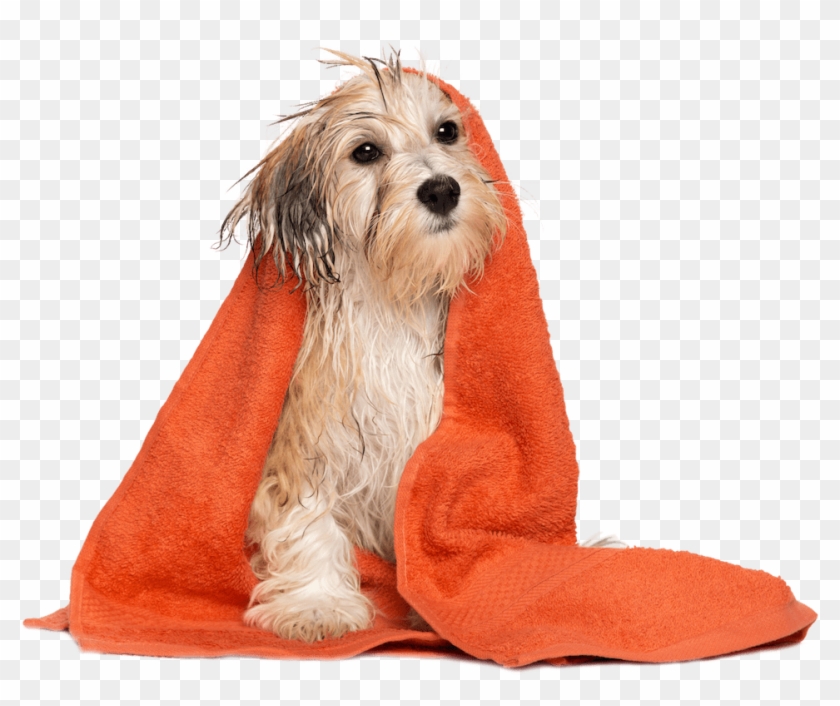 Make A Reservation - Dog Grooming Clipart #1313933