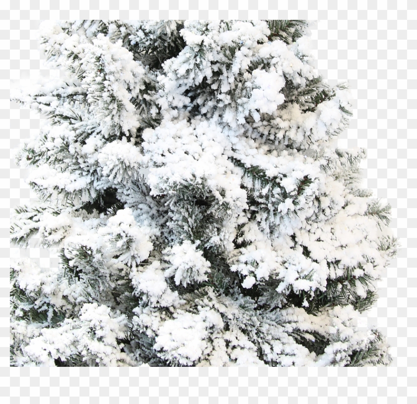 Authentic Christmas Tree Snow Flocking Powder Clipart #1313935