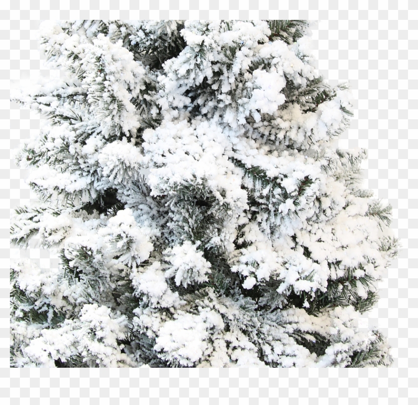 Authentic Christmas Tree Snow Flocking Powder Clipart
