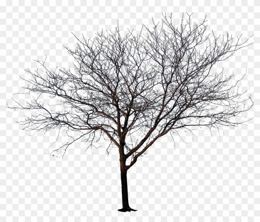 1600 X 1600 19 - No Leaves Tree Png Clipart #1314035
