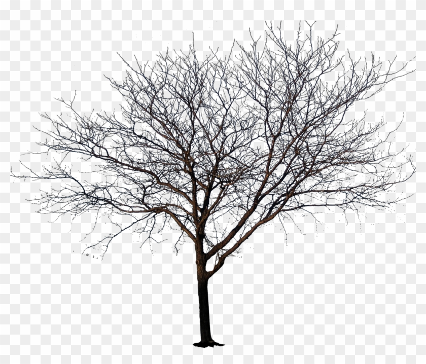 1600 X 1600 19 - No Leaves Tree Png Clipart