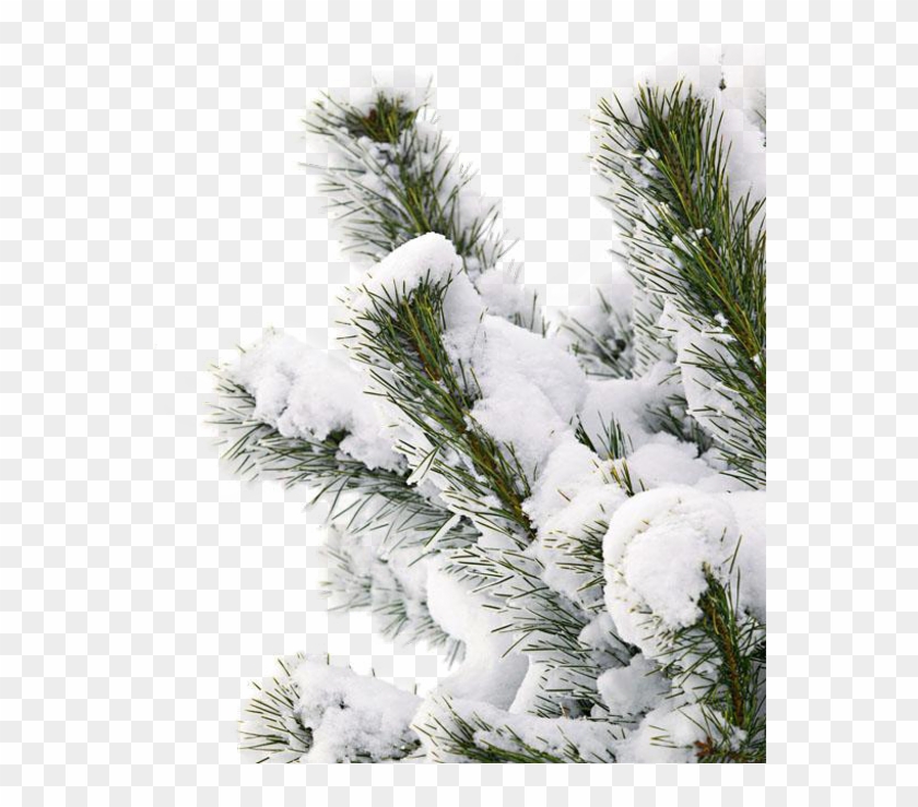 #snowtree #snow #branch - Snow Covered Pine Tree Png Clipart