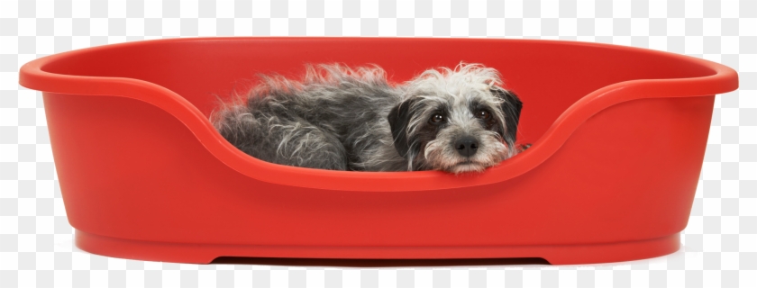 Dog Bed - Cocker Spaniel Clipart #1315069