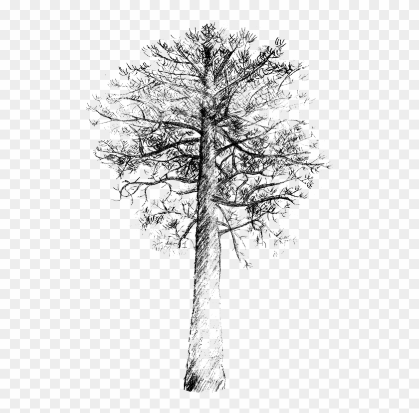 Lodgepole Pine Scots Pine Tree Drawing Loblolly Pine - Pino Silvestre Para Dibujar Clipart #1317951