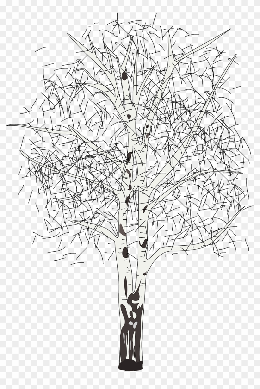 17 - Birch - Silver Birch Tree Clipart - Png Download #1318748