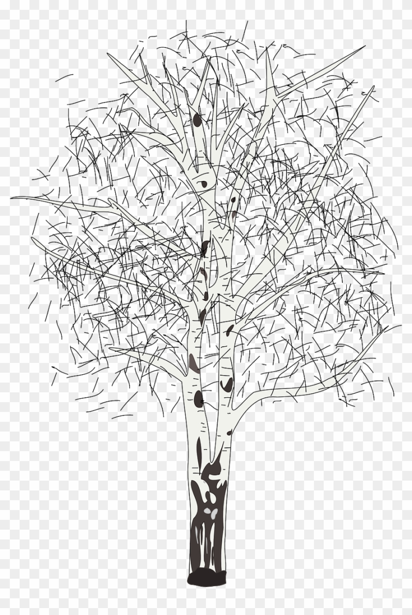 17 - Birch - Silver Birch Tree Clipart - Png Download