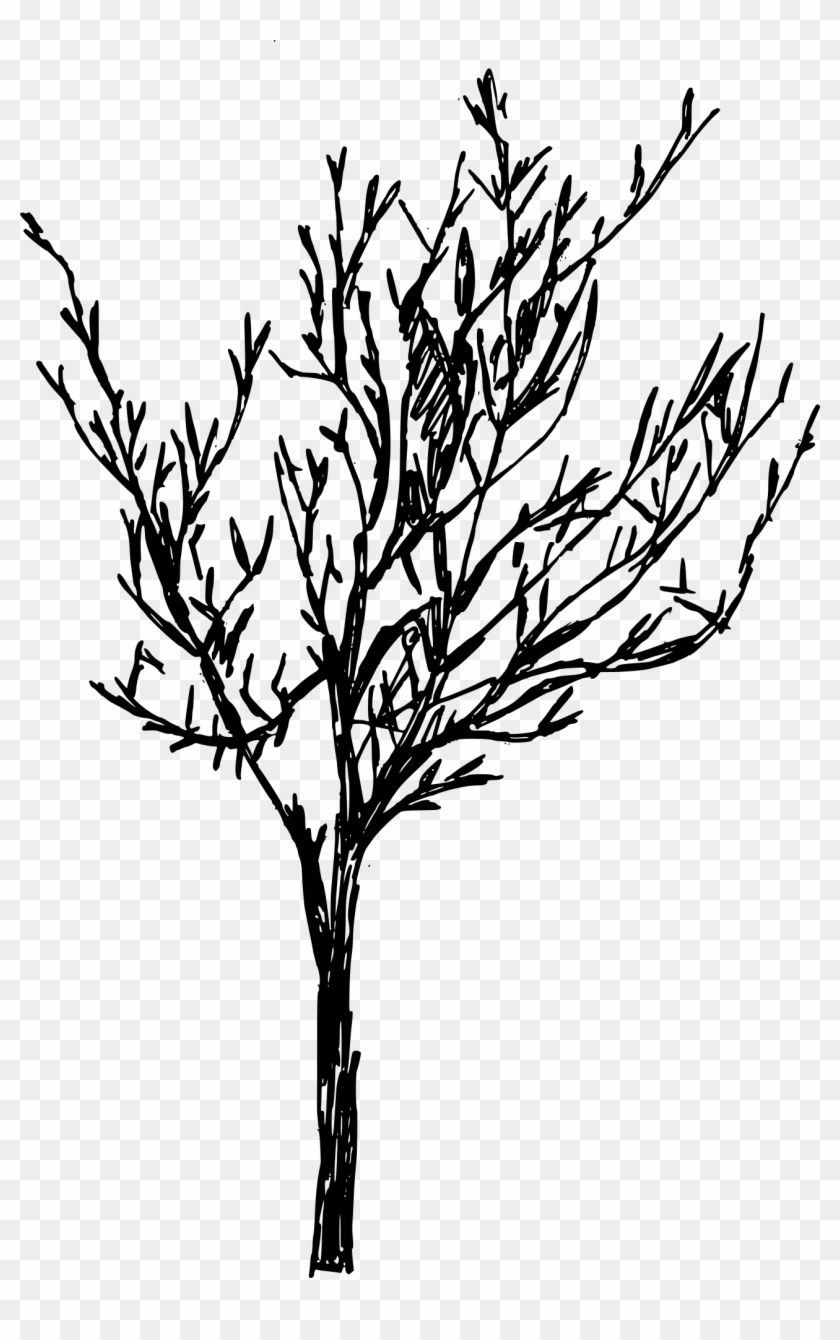 Free Download - Twig Clipart #1318826