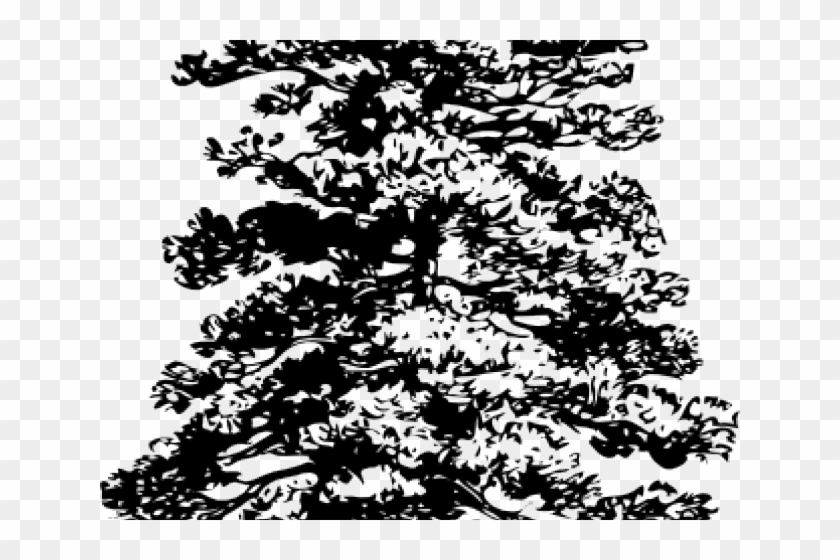Drawn Pine Tree Drawing - Pine Tree Clip Art - Png Download