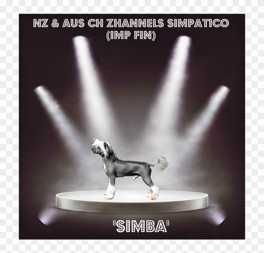 Simba Is Another One Of Our Sweetest Happiest Little - Companion Dog Clipart #1319192