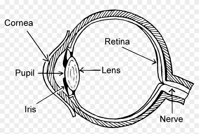 Clipart Big Image Png - Unlabeled Human Eye Diagram Transparent Png #1320955