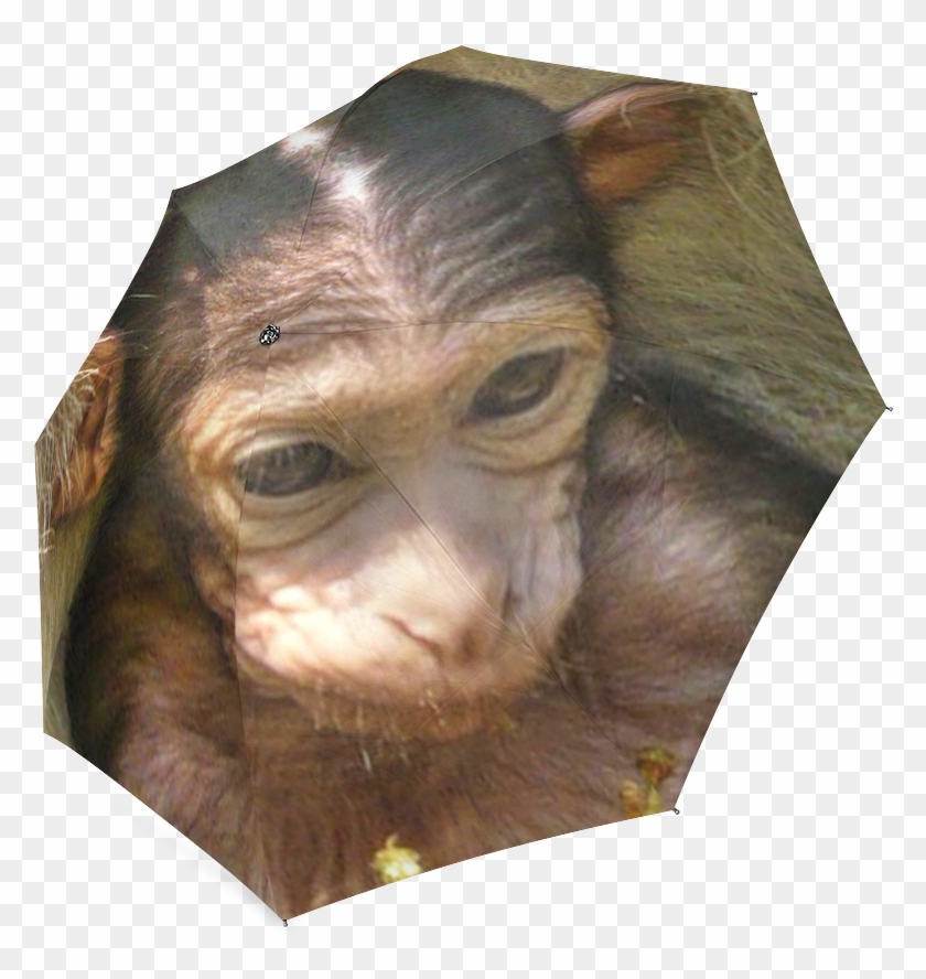 Common Chimpanzee Clipart #1321973