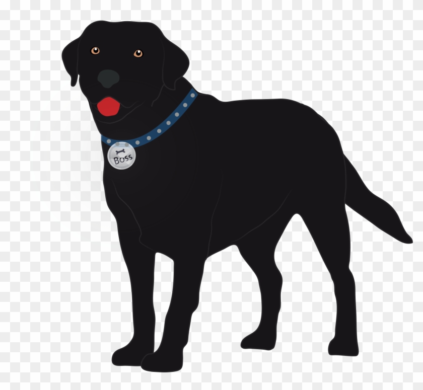 Big Boss, 3, Is Black Labrador Show Dog - Labrador Retriever Clipart #1323264