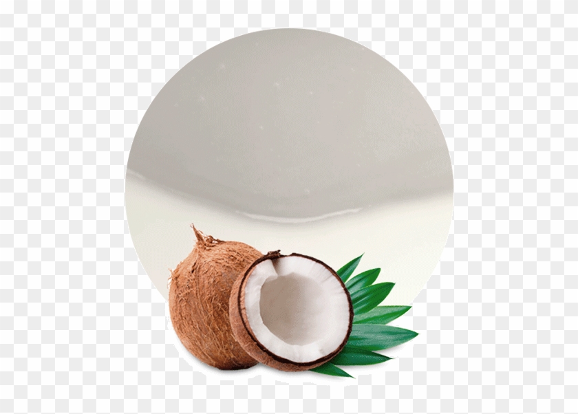 Coconut Milk Concentrate - Imagenes De Cocos Png Clipart #1327739