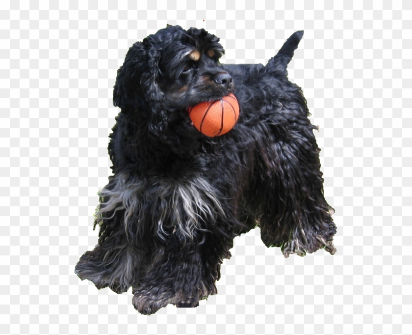 Happy Dog Png - Cocker Spaniel Clipart #1328199
