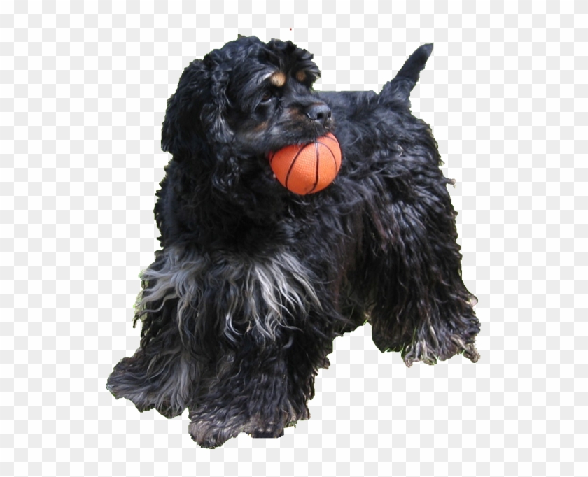Happy Dog Png - Cocker Spaniel Clipart