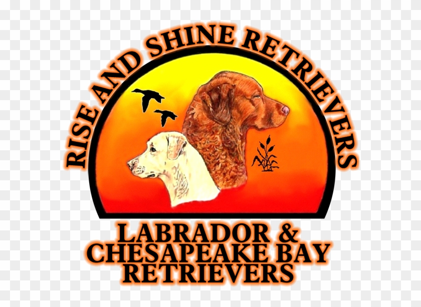 A Wet Dog Is A Happy Dog - Equestrian Order Of The Holy Clipart