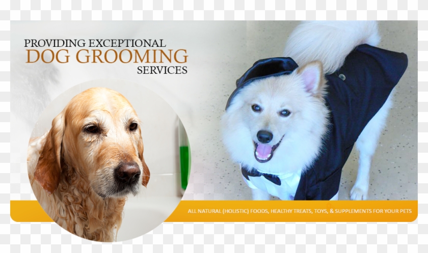Welcome To Happy Dog Wash - Companion Dog Clipart #1328453