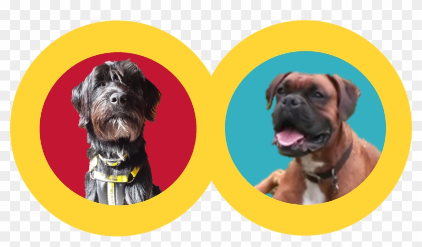 Dogs Trust Education Corner - Boxer Clipart