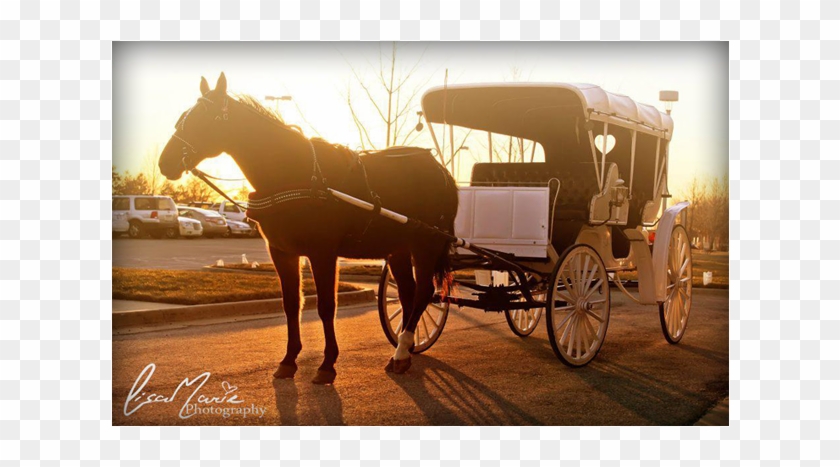 Add Stately Elegance Or Good Old Fashioned Fun With - Old Fashioned Horse Drawn Carriage Clipart #1328992