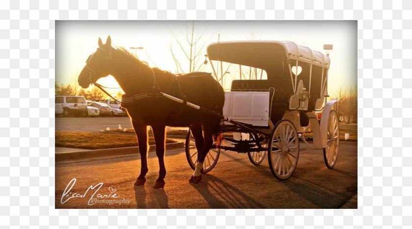 Add Stately Elegance Or Good Old Fashioned Fun With - Old Fashioned Horse Drawn Carriage Clipart