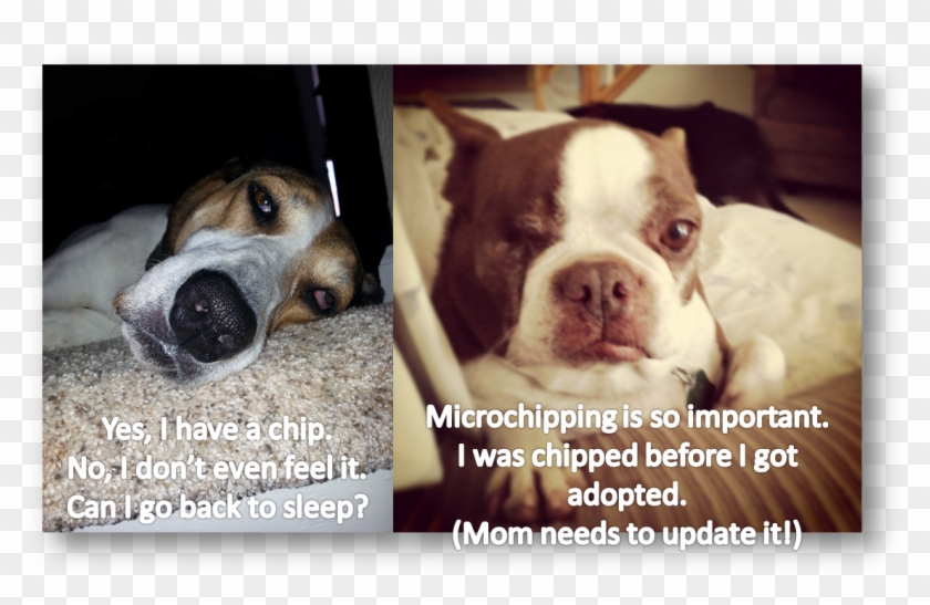Microchipping - Companion Dog Clipart