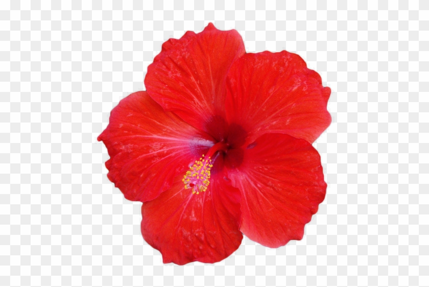 650 X 489 10 - Red Hibiscus Flower Png Clipart #1329024