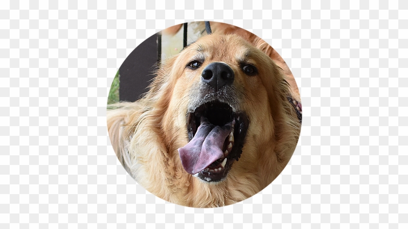Happy Dog - Dog Yawns Clipart #1329026