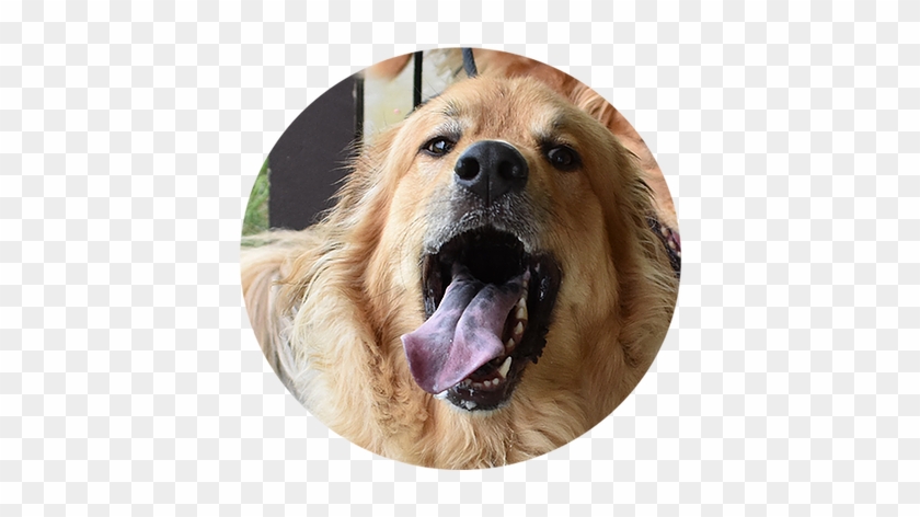 Happy Dog - Dog Yawns Clipart