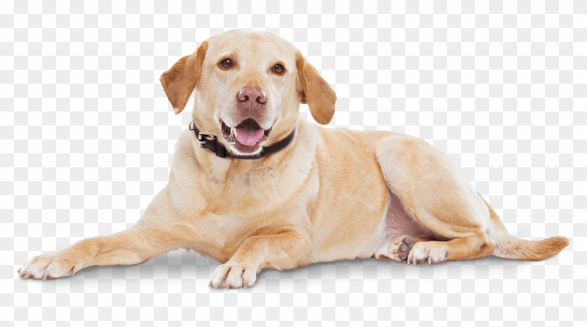 Cytopoint Works With Your Dog's Own Immune System To - Cytopoint Zoetis Clipart #1329187