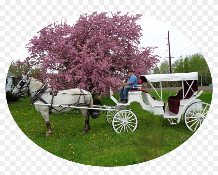 Carts Clipart Carriage Ride - Horse And Buggy - Png Download