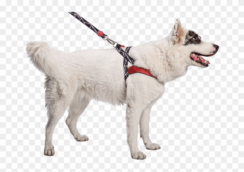 Previousnext - Dog Catches Something Clipart