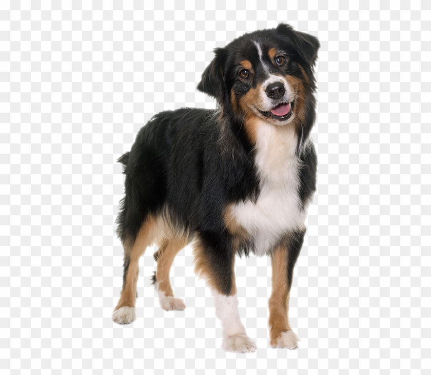 Pastore Tricolore Clipart