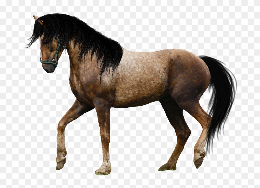 Free Horse Images - Beautiful Horse Png Clipart