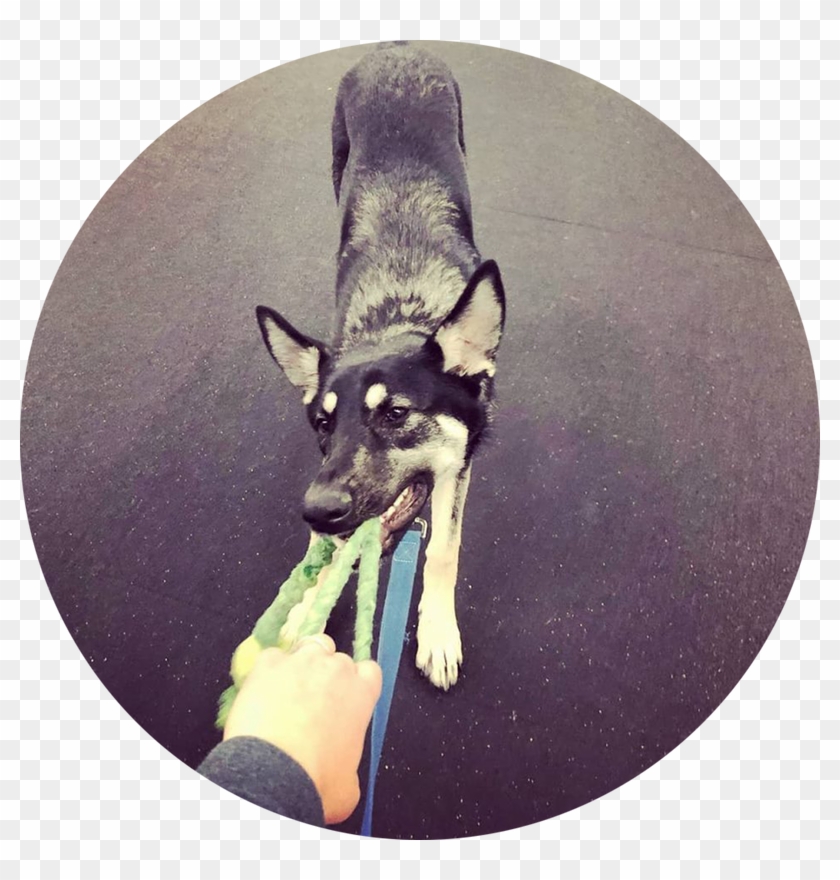 Take A Tired And Happy Dog Home With You After Work - Dog Catches Something Clipart