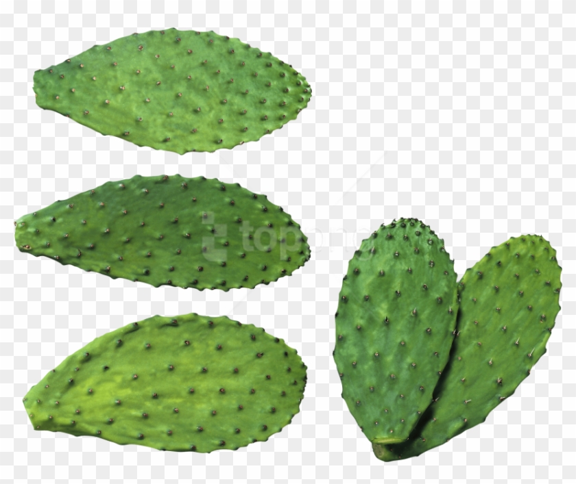 Free Png Download Cactus Clipart Png Photo Png Images - Transplant Cactus Transparent Png