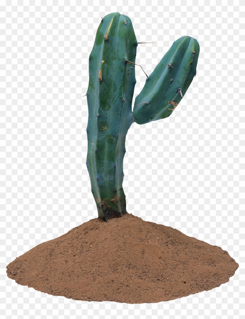 Cactus, Clip Art, Plants, Illustrations - Cactus Transparent Background Real - Png Download