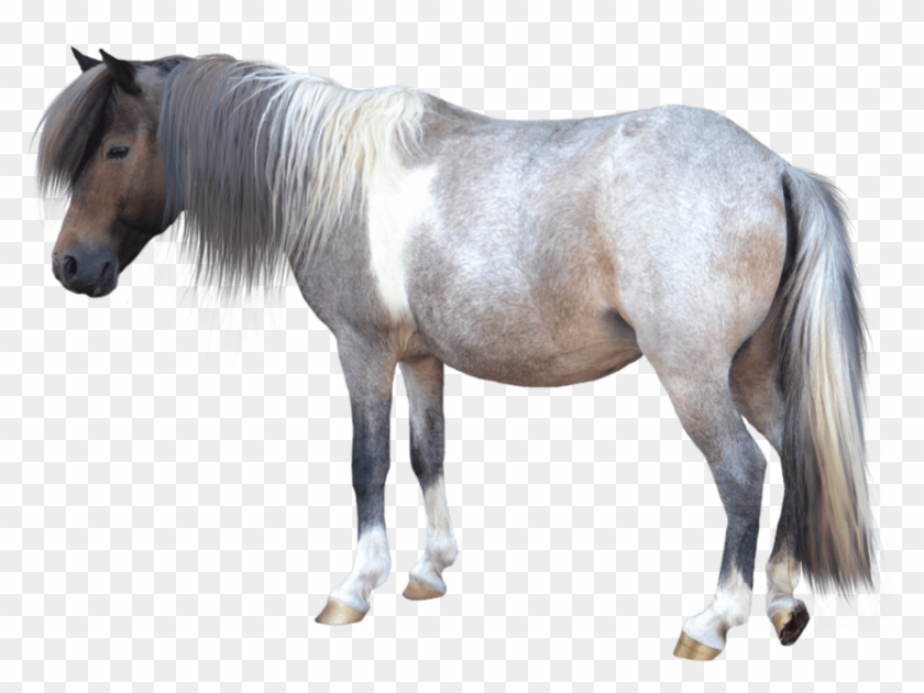 Animals - Horses - Small Horse Transparent Background Clipart #1330405